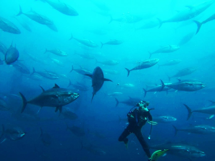 Tuna tour en Ametlla de Mar