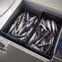 sardinas-y-caballas-para-dar-de-comer-a-los-atunes-gigantes