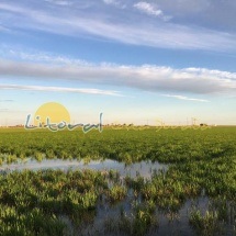 Bonitos paisajes del Delta del Ebro y los arrozales