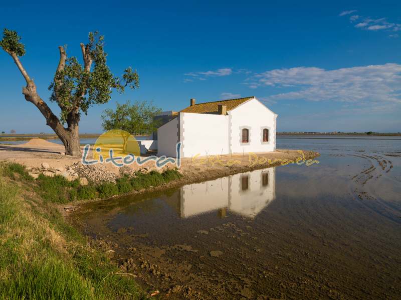 Campos de arroz del Delta del Ebro