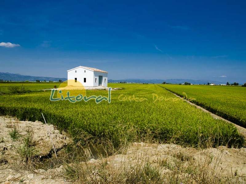 Bonito campos de arroz del Delta del Ebro