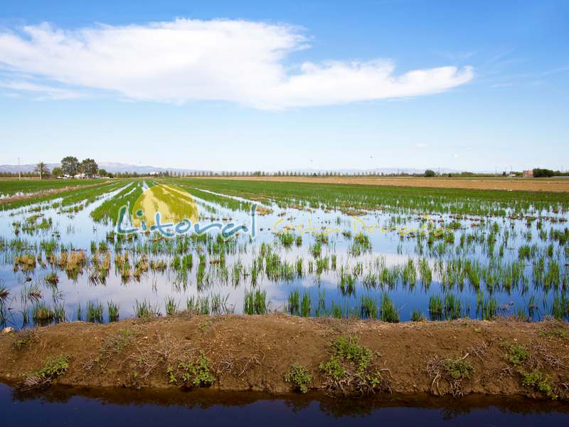 Arrozales del Delta del Ebro