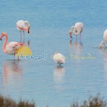 Flamencos laguna delta del Ebro