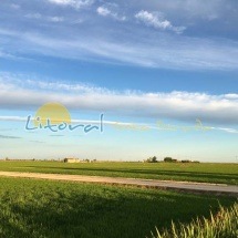 Paisaje verde de los arrozales del Delta del Ebro