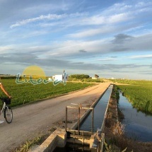 Caminos por los arrozales verdes del Delta del Ebro