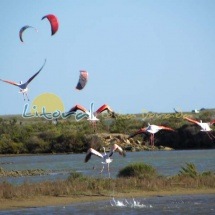 Avistamiento de Flamencos en el Delta del Ebro