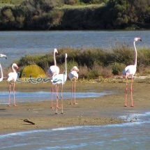 Flamencos Delta del Ebro